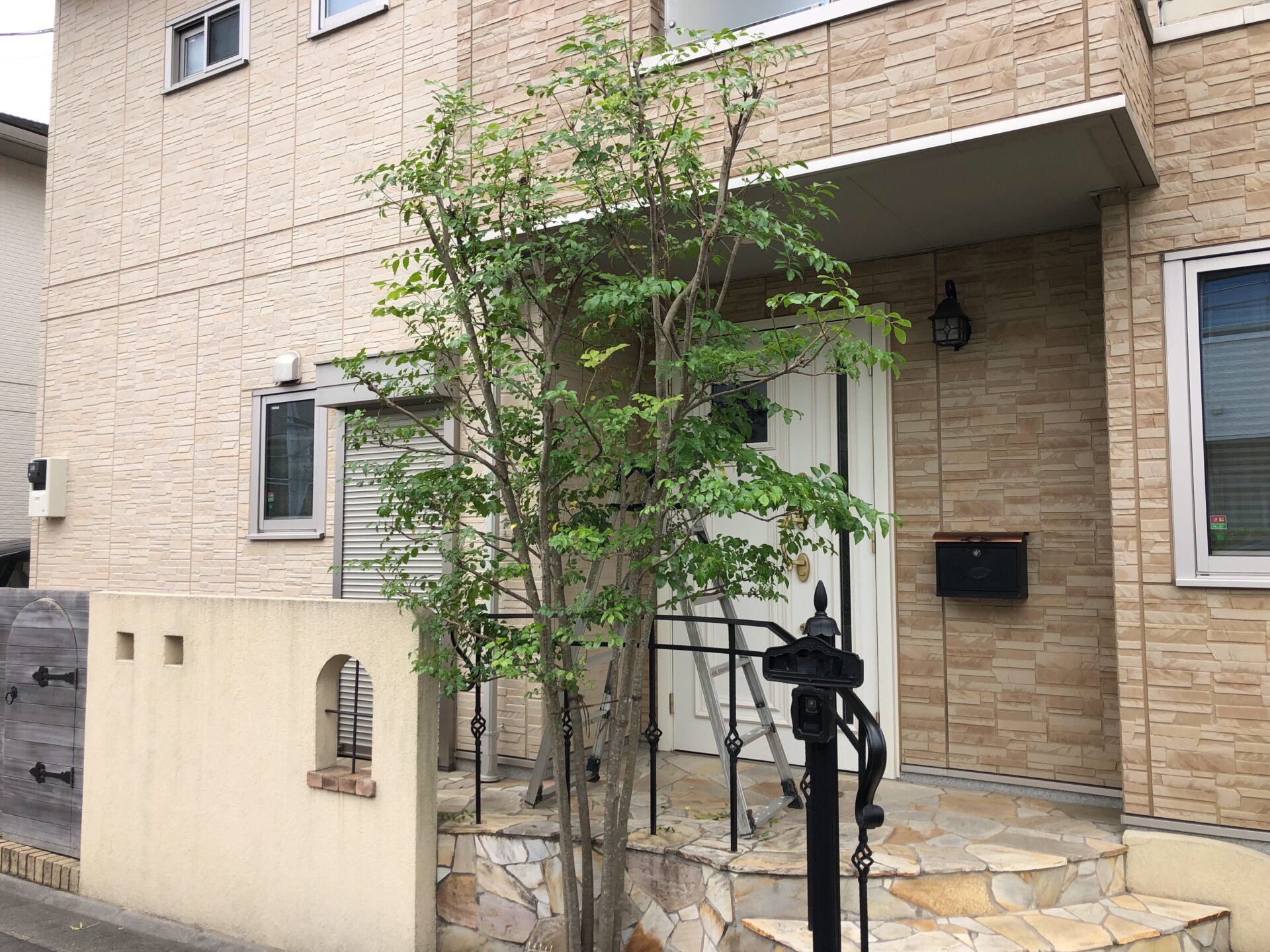 シマトネリコの剪定