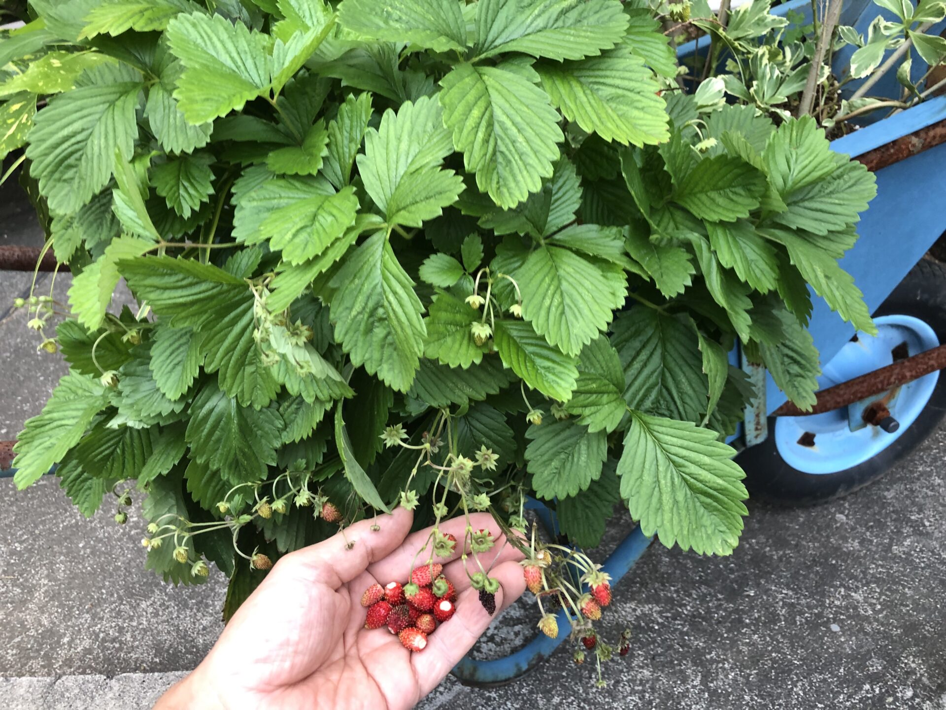 野イチゴ収穫期