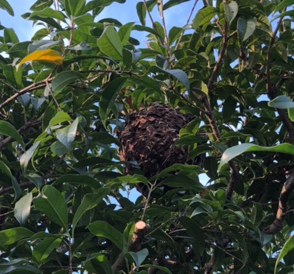 剪定中に、巨大なスズメバチの巣に遭遇❗️
