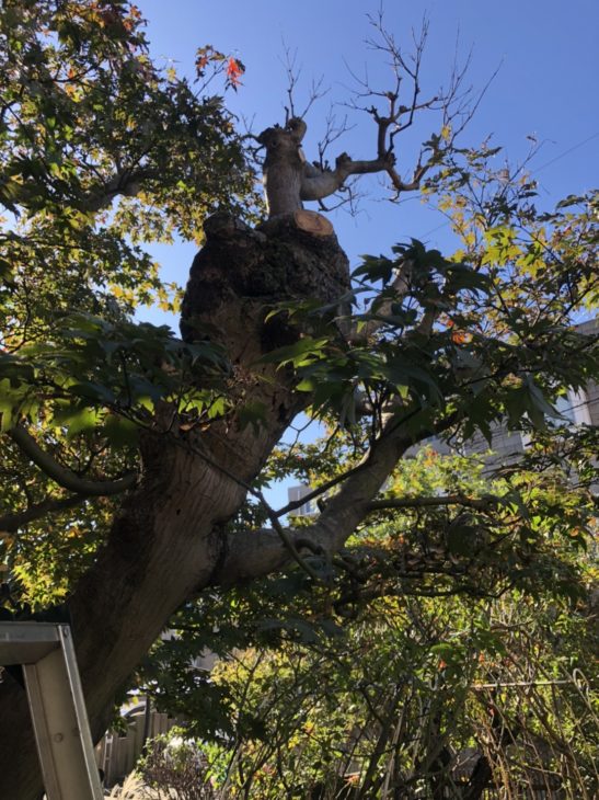 相談会に来て頂いたお宅へお庭のお手入れ