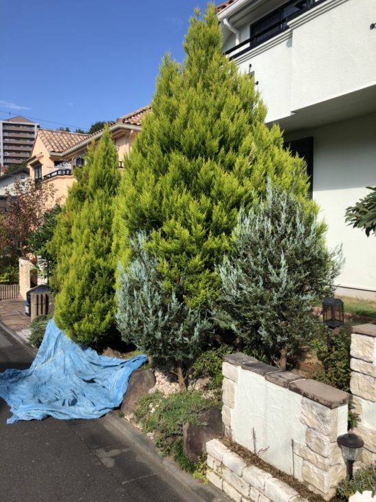 ゴールドクレストが。。