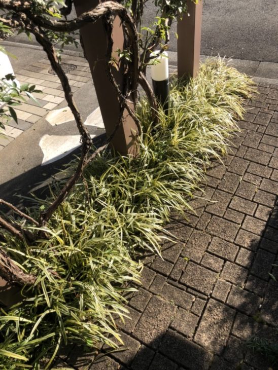 下草の冬支度。