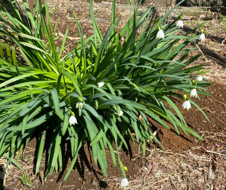 庭に植えたい花